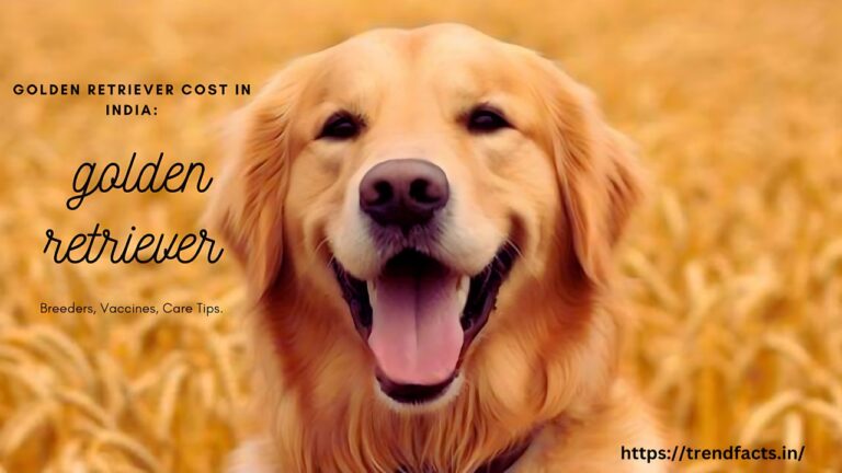 Fetching the Facts: The True Cost of Golden Retrievers in Indian Pet Market